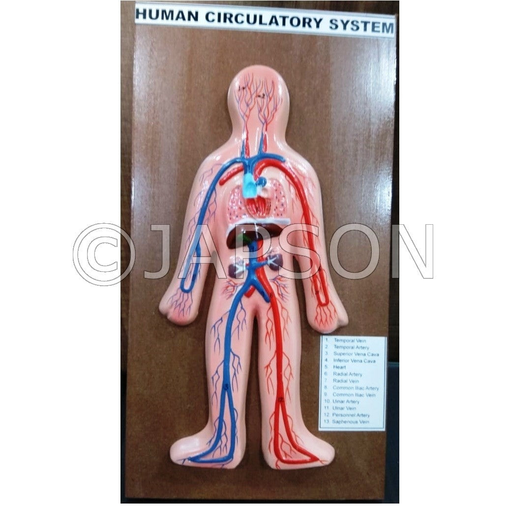 Human Model - Circulatory System, Small Human Model - Circulatory System, Small